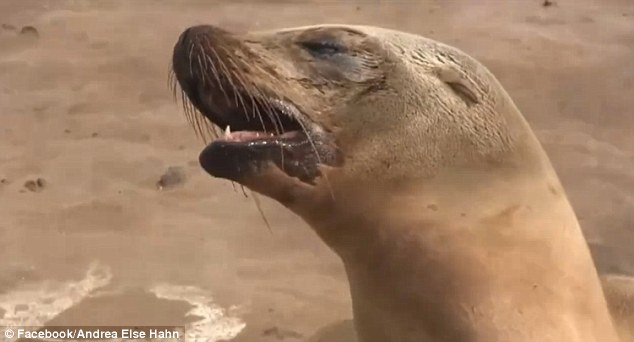 海狮妈妈失去年幼宝宝 满脸泪水抱尸一夜