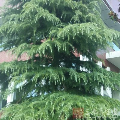 偏方洗头不出一月头发准变黑