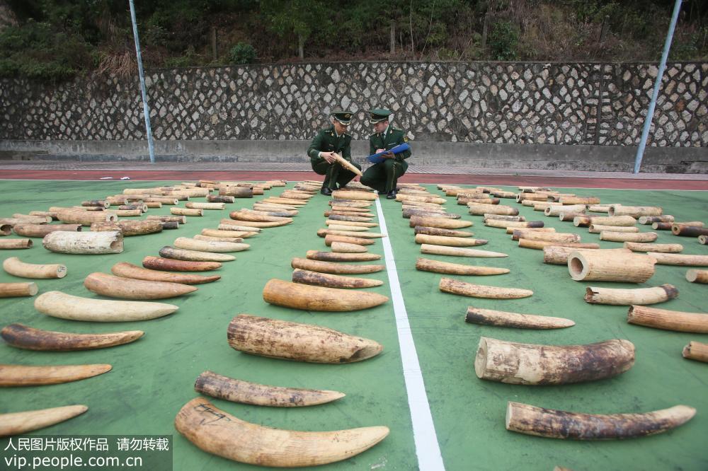 2016年3月21日，广东公安边防总队正式对外通报称，该总队珠海市边防支队成功破获一起特大涉嫌走私象牙案，查获走私象牙221块，共计约450千克，黑市价格达1800万元人民币，是近年来全国边防部门查获的最大宗走私象牙案。廖键/摄影