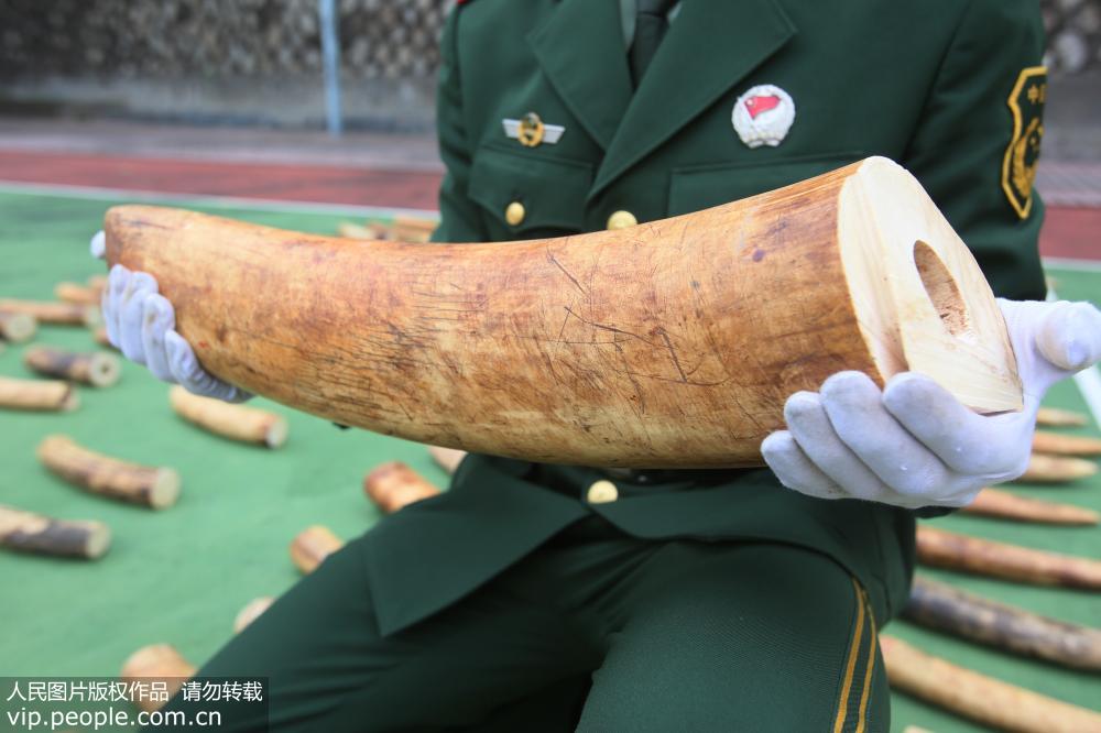 2016年3月21日，广东公安边防总队正式对外通报称，该总队珠海市边防支队成功破获一起特大涉嫌走私象牙案，查获走私象牙221块，共计约450千克，黑市价格达1800万元人民币，是近年来全国边防部门查获的最大宗走私象牙案。廖键/摄影