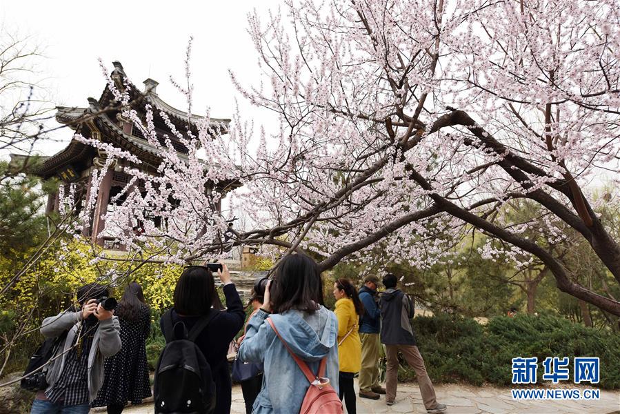 （春季美丽生态）（4）北京玉渊潭：樱花盛开迎春来