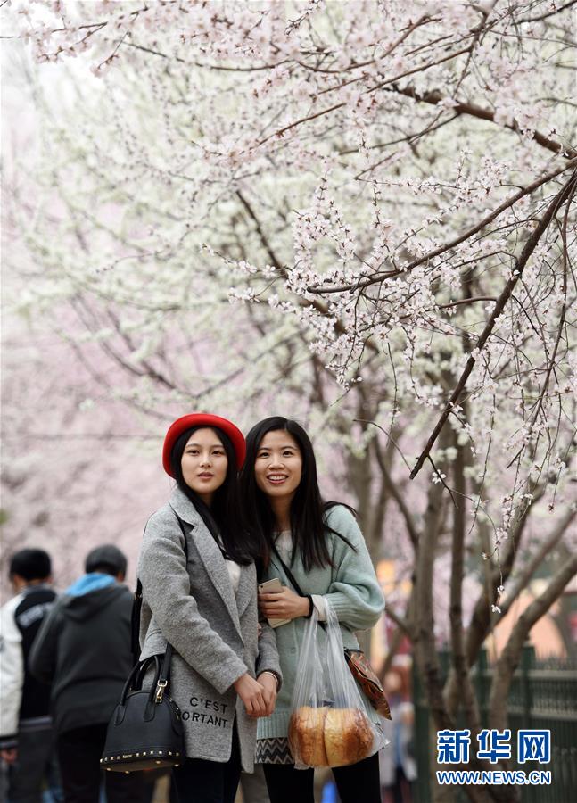 （春季美丽生态）（3）北京玉渊潭：樱花盛开迎春来