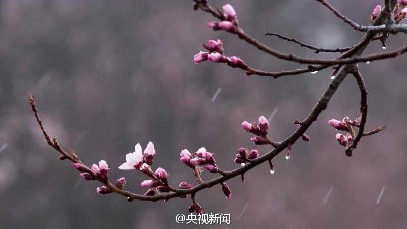 青藏高原野生桃花盛开 寒意中绚烂绽放