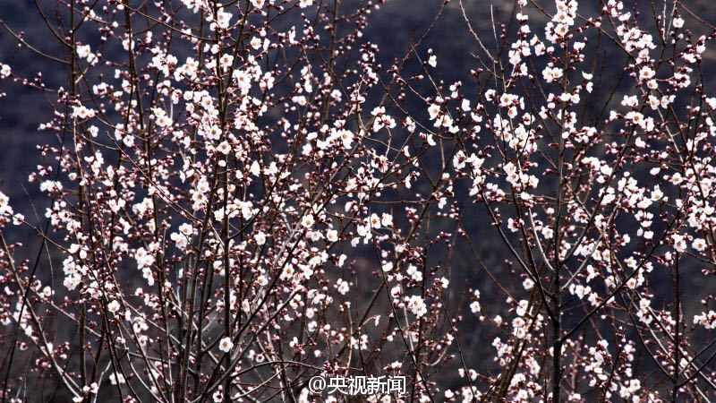 青藏高原野生桃花盛开 寒意中绚烂绽放