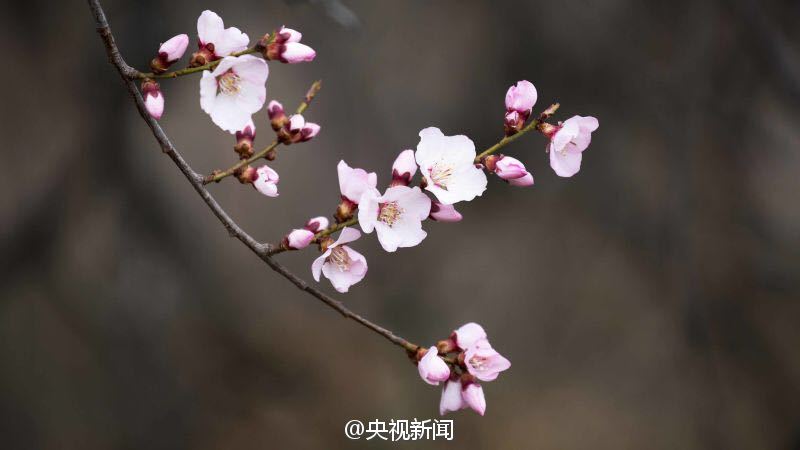 青藏高原野生桃花盛开 寒意中绚烂绽放