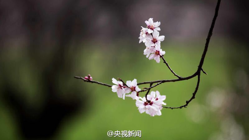 青藏高原野生桃花盛开 寒意中绚烂绽放
