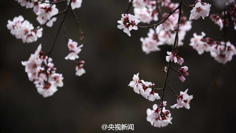 青藏高原野生桃花盛开 寒意中绚烂绽放