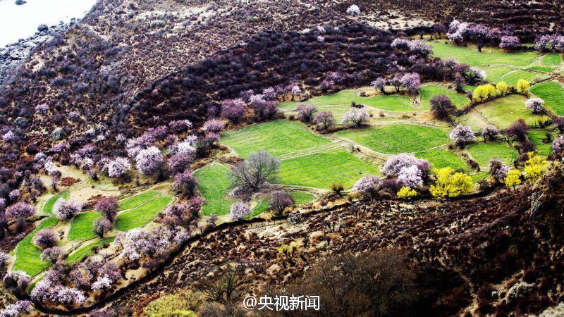 青藏高原野生桃花盛开 寒意中绚烂绽放