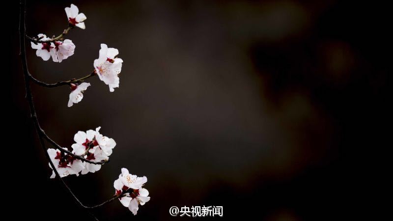 青藏高原野生桃花盛开 寒意中绚烂绽放