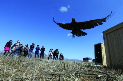 上午,从箱子里出来的金雕展翅飞向天空