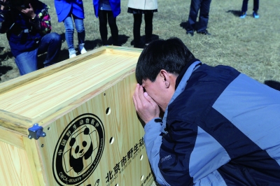 放飞前,工作人员先看看笼子里动物的状态是否适合放飞