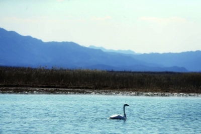 被放飞的白天鹅自由自在地在水面嬉游 摄/记者 杨益