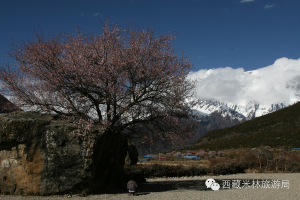 2016林芝桃花节米林县分会场开幕式隆重举办