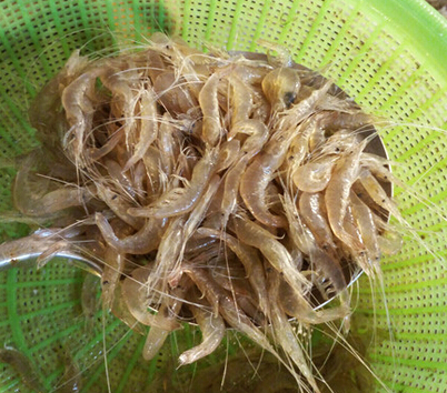 河虾