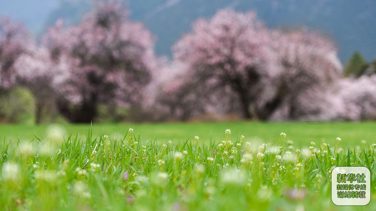 青藏高原上的世外桃源-千龙网·中国首都网