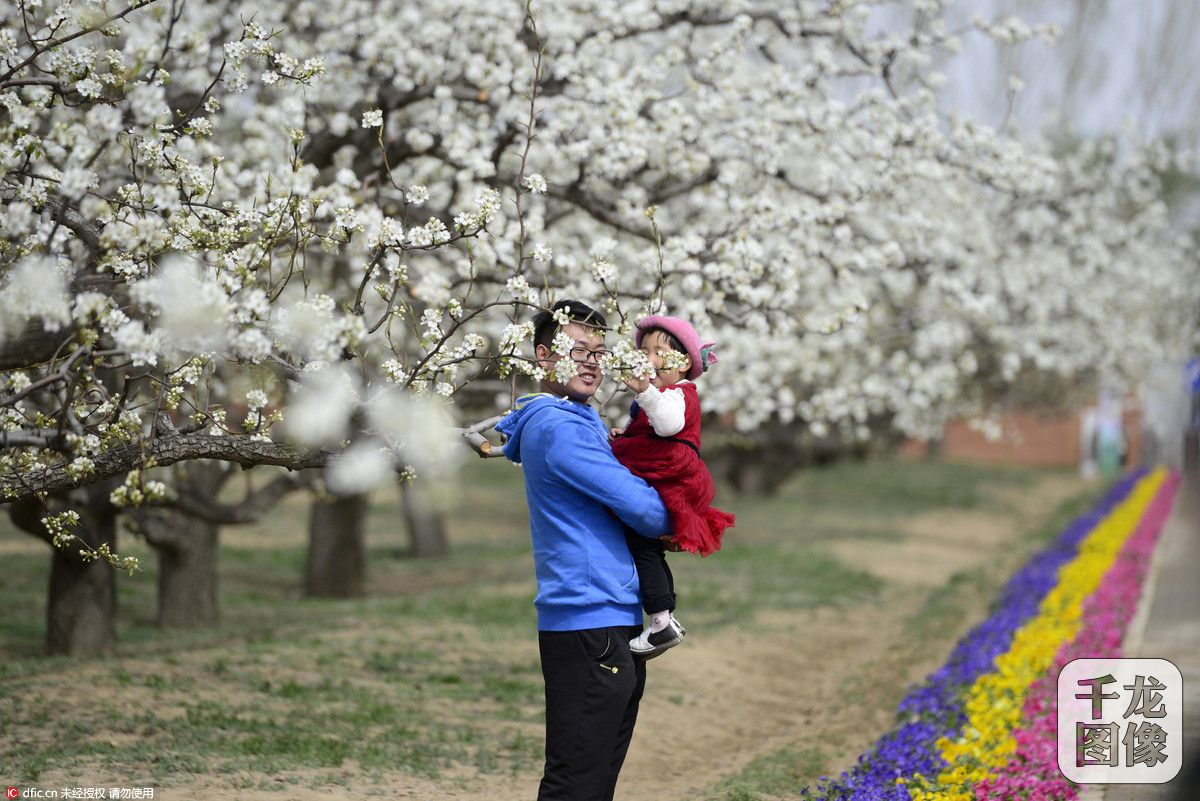 大兴梨花节:免费WiFi覆盖万亩梨园(2)