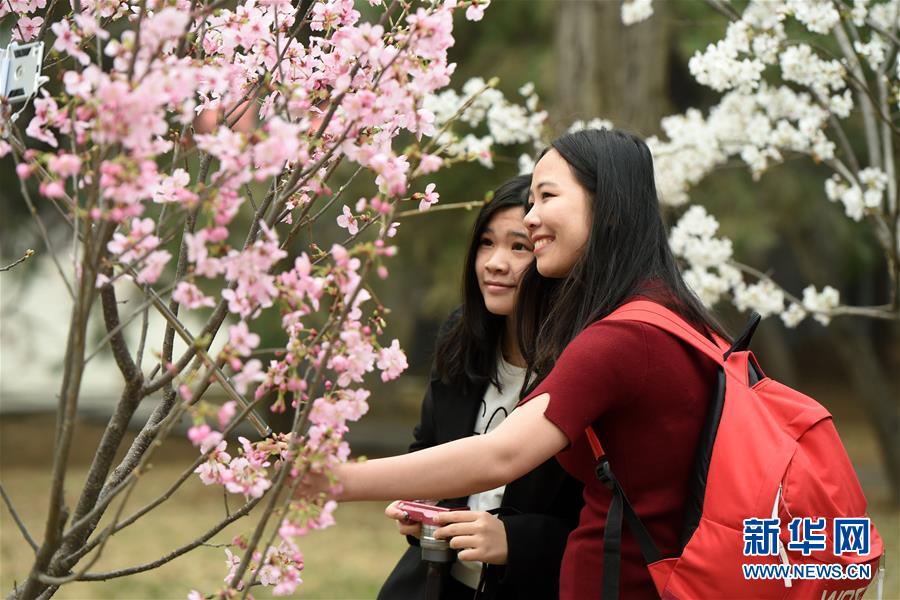 （春季美丽生态）（1）又到一年樱花季