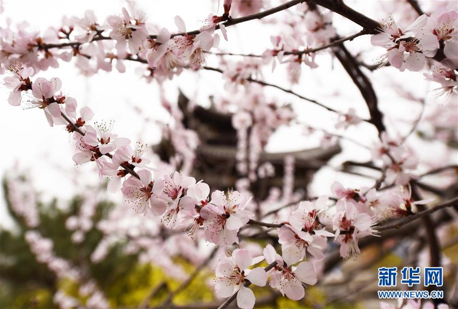 （春季美丽生态）（2）北京玉渊潭：樱花盛开迎春来