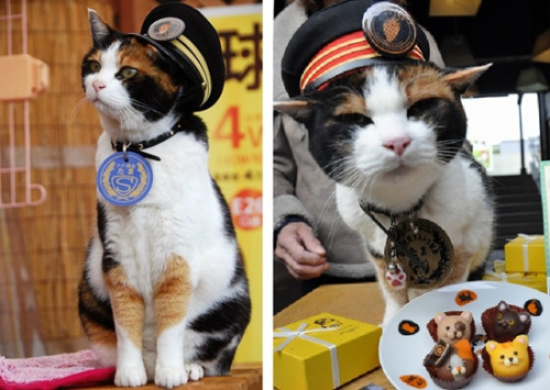 前花猫站长“阿玉”