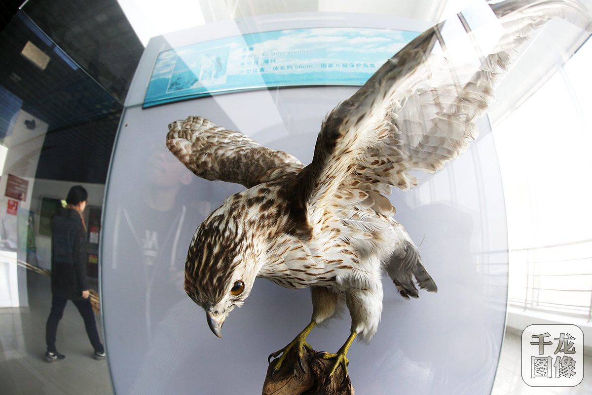 [千龙图像看北京]来延庆野鸭湖安营扎寨赏春