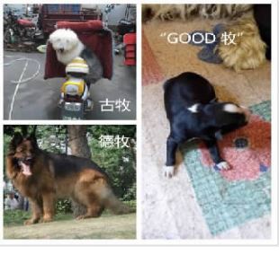 网传Good牧