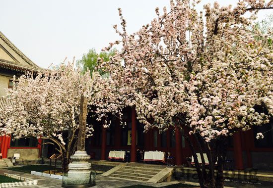 1宋庆龄故居内这两株西府海棠