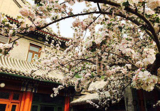 3宋庆龄生前常在海棠树下赏花