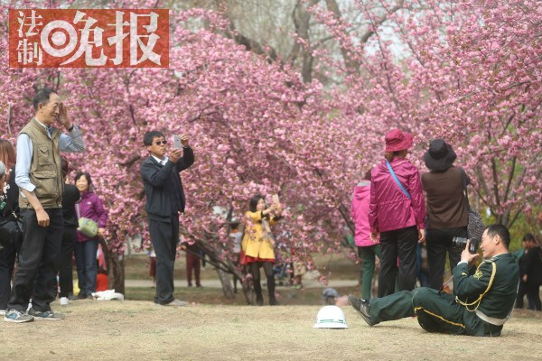 樱花节“最美保安”：跪地给老人拍照