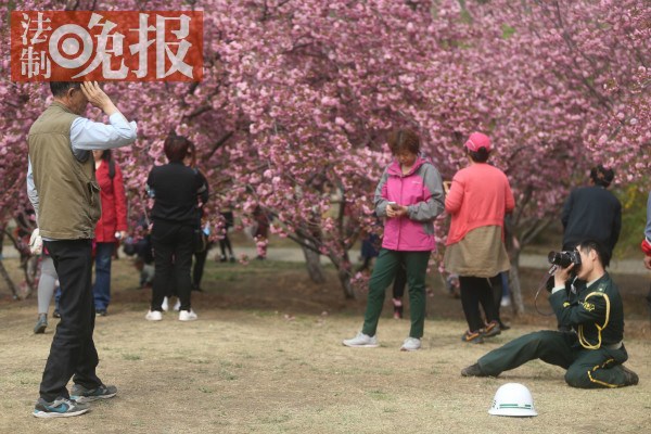 樱花节“最美保安”：跪地给老人拍照
