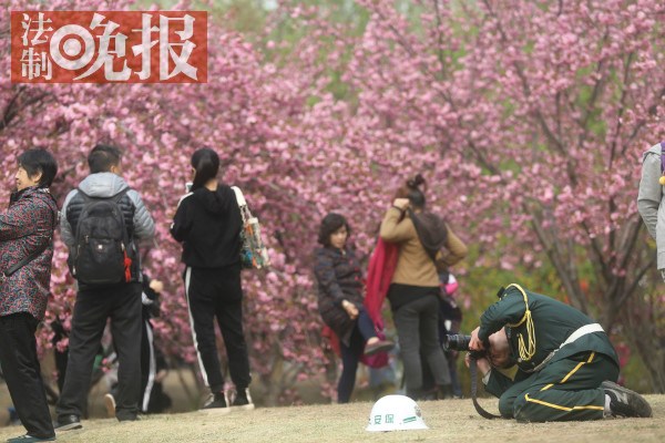 樱花节“最美保安”：跪地给老人拍照