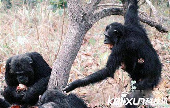 世界十大怪獸未解之謎 蒙古死亡之蟲