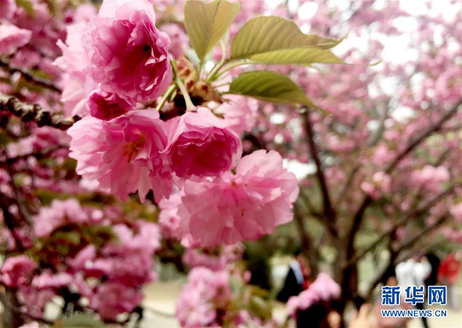 (新华网)(2)鲜花扮靓北京城