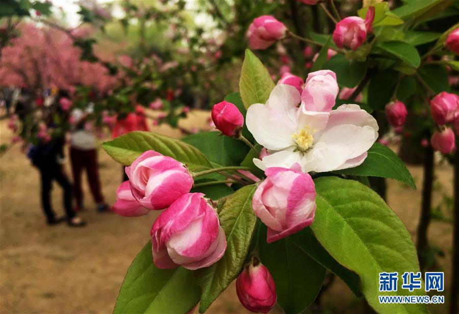 （新华网）（3）鲜花扮靓北京城