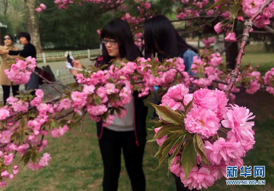 （新华网）（1）鲜花扮靓北京城