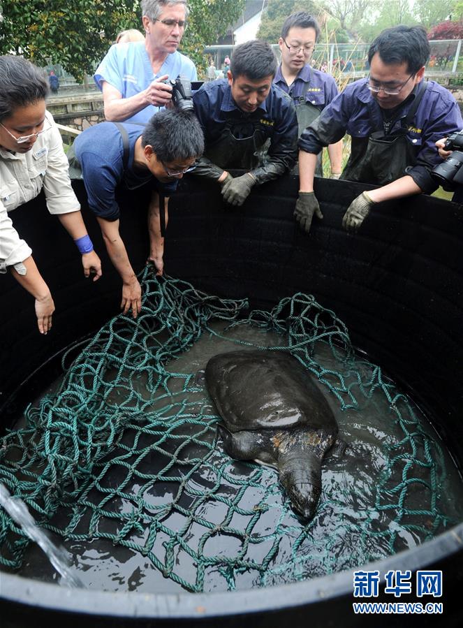 请以此署名为准#（社会）（3）中外专家为我国仅剩的一对斑鳖进行人工授精繁殖