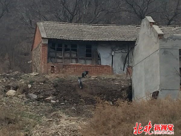 山中的狐狸2