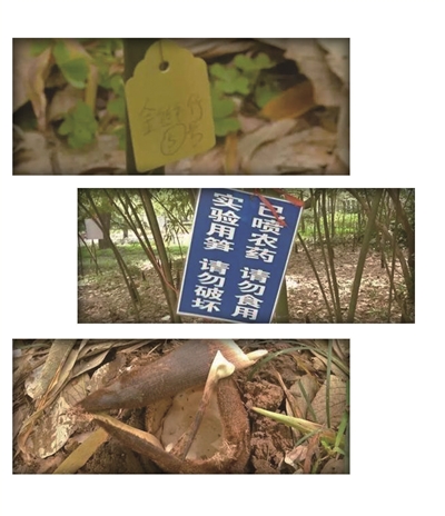 竹笋标注着“金丝毛竹5号”。还有“已喷农药”的提醒。