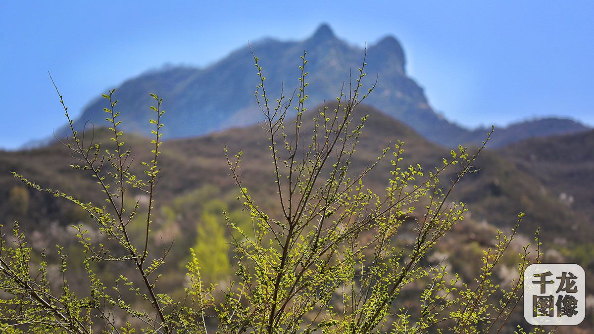 [千龙图像看北京]猫耳山:一只趴卧在山巅的“灵猫”(3)-千龙网·中国首都网