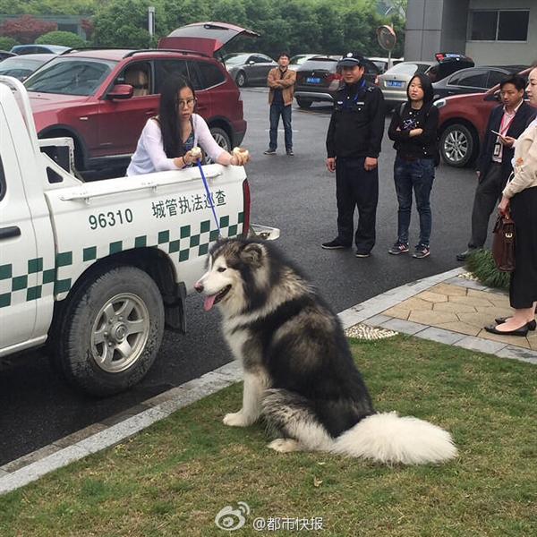 迷路阿拉斯加犬当街撩妹：姿势太污了