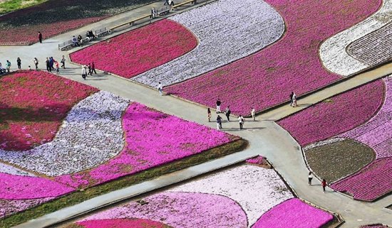 俯瞰樱花花海:五彩花瓣似绒毯美轮美奂（组图）