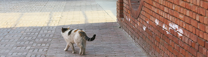 散步的猫咪。千龙网记者 梁祎摄
