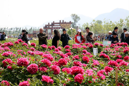 妫州牡丹园牡丹花盛开