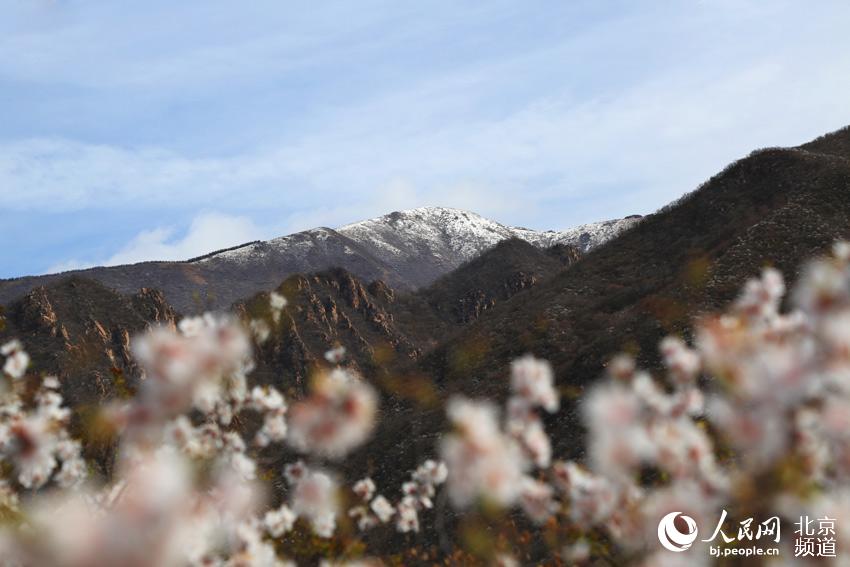 组图：延庆&ldquo;海坨戴雪&rdquo; 冬春两季美景现同一画面【2】