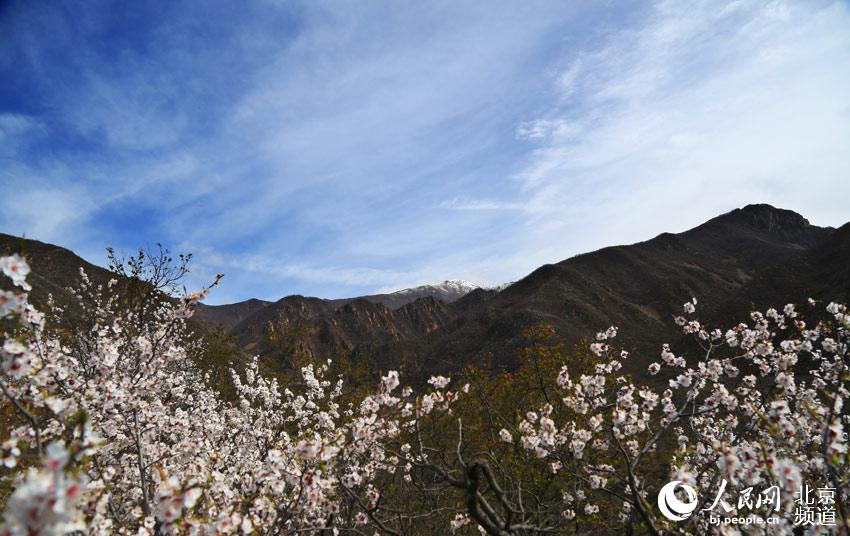 组图:延庆“海坨戴雪” 冬春两季美景现同一画面【4】