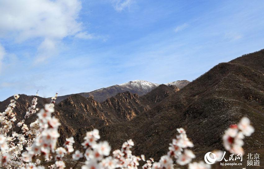 组图：延庆&ldquo;海坨戴雪&rdquo; 冬春两季美景现同一画面【5】