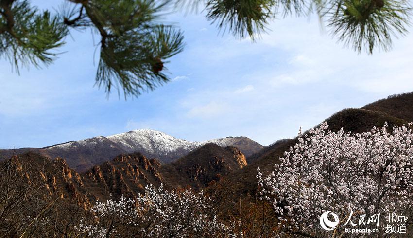组图：延庆&ldquo;海坨戴雪&rdquo; 冬春两季美景现同一画面【3】