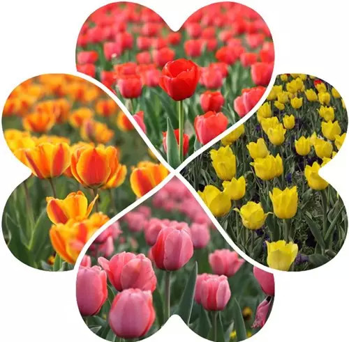 4月,郁金香在大丰荷兰花海等你!