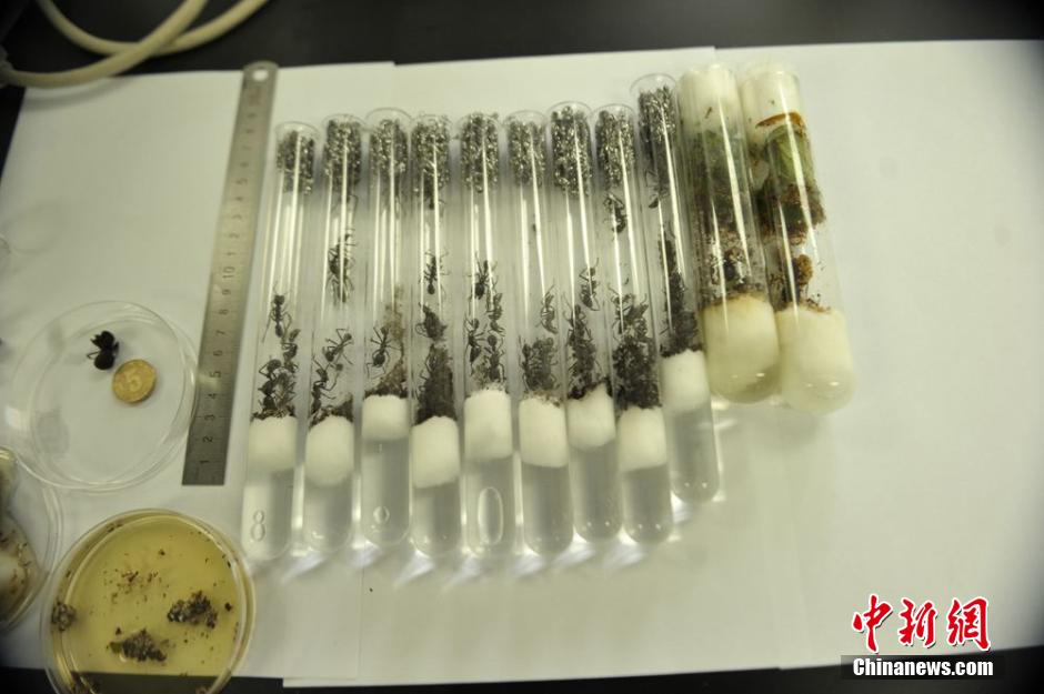 成都空港截获活体蚂蚁鉴定为切叶蚁和子弹蚁
