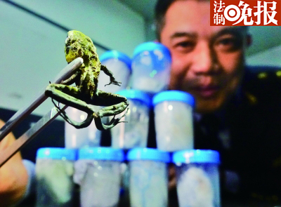 国检人员展示此次截获的黄金箭毒蛙 摄/记者 曹博远