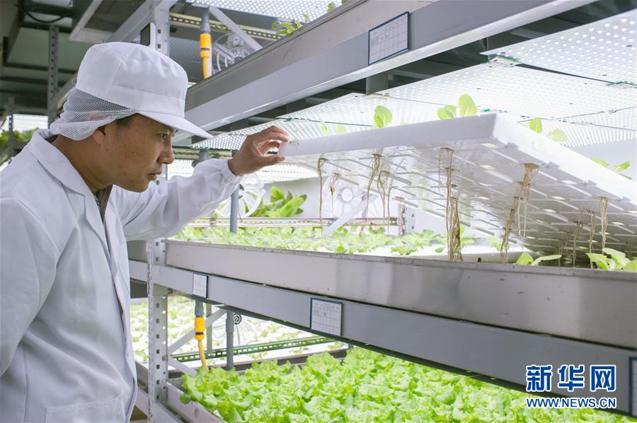 #（图片故事）（3）北京闹市区的“植物工场”